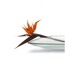 FISH LIEGENDE VASE